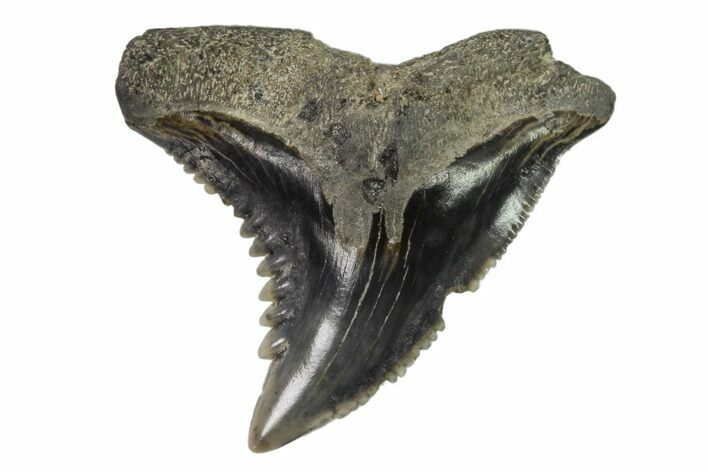 Hemipristis Shark Tooth Fossil - Virginia #102153